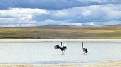 那曲申扎自然保护区天气 那曲申扎自然保护区天气