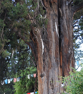 林芝巨柏 林芝巨柏