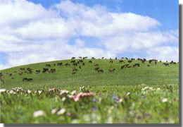 张掖山丹军马场天气 张掖山丹军马场天气