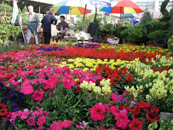 定西临洮新美花卉园天气 定西临洮新美花卉园天气