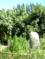 和田无花果王天气 和田无花果王天气
