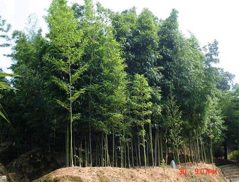 华安竹种园天气 华安竹种园天气