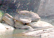 南平上下水龟天气 南平上下水龟天气