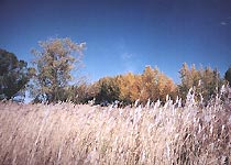 齐齐哈尔扎龙自然保护区天气