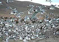 那曲错鄂鸟岛天气 那曲错鄂鸟岛天气