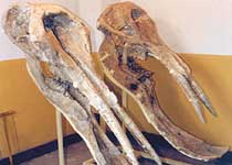 和政古动物化石博物馆天气 和政古动物化石博物馆天气