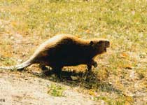 青河布尔根河狸保护区天气 青河布尔根河狸保护区天气