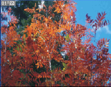 阿勒泰花楸谷天气 阿勒泰花楸谷天气