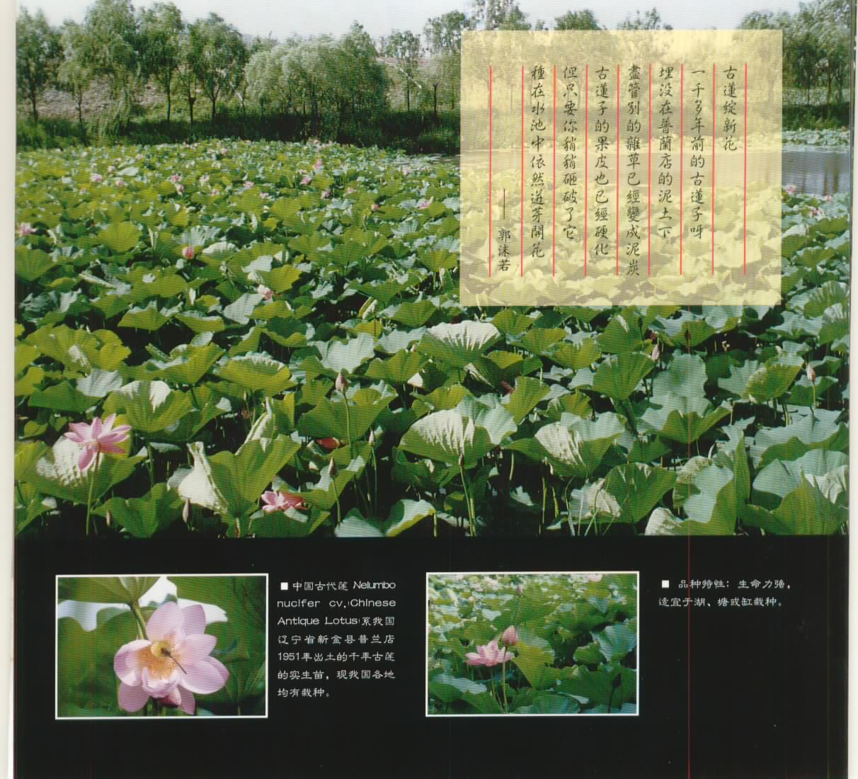 大连千年古莲园天气 大连千年古莲园天气