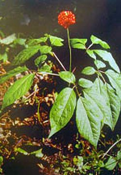 白山抚松人参种植场天气 白山抚松人参种植场天气