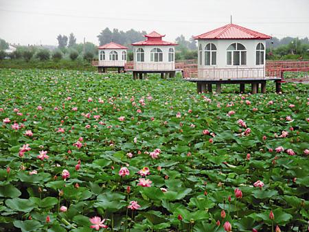 鸡西莲花泡天气 鸡西莲花泡天气