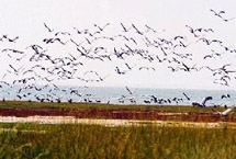 鸡西兴凯湖百鸟乐园天气 鸡西兴凯湖百鸟乐园天气