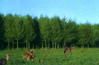 鹤岗凤凰山望云峰滑雪狩猎场天气