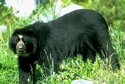 双鸭山东北黑峰天气 双鸭山东北黑峰天气