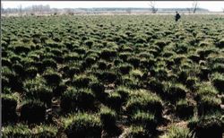 安达红星自然保护区天气 安达红星自然保护区天气