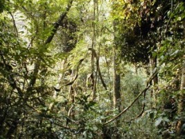 漳州南靖乐土雨林天气 漳州南靖乐土雨林天气