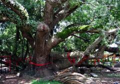 台湾五福临门神木天气 台湾五福临门神木天气