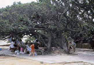 台湾新老梅公园天气 台湾新老梅公园天气