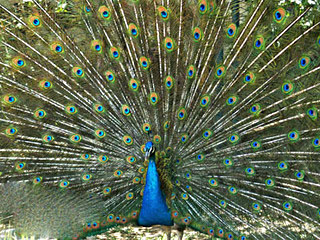 台湾孔雀园天气 台湾孔雀园天气