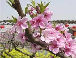 南汇桃源民俗村天气 南汇桃源民俗村天气