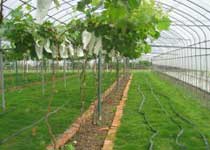 嘉定马陆葡萄主题公园天气