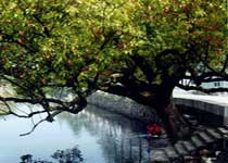 仙居横溪镇天气 仙居横溪镇天气