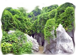 常山金钉子天气 常山金钉子天气