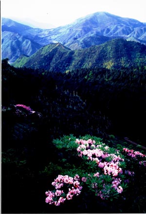 台州华顶天气 台州华顶天气