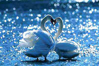 合肥天鹅湖天气 合肥天鹅湖天气