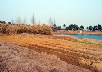 高淳游子山森林公园 高淳游子山森林公园