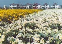 射阳洋马十里菊香园天气 射阳洋马十里菊香园天气