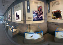 溧阳中华曙猿馆 溧阳中华曙猿馆