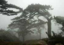 泰安后石坞天气 泰安后石坞天气