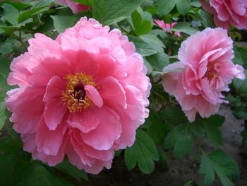 盐城枯枝牡丹园天气 盐城枯枝牡丹园天气