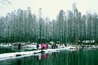 兴化李中水上森林公园天气 兴化李中水上森林公园天气