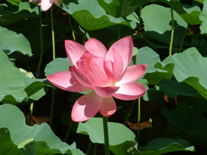 安徽建华龙栖湿地生态观光园天气 安徽建华龙栖湿地生态观光园天气