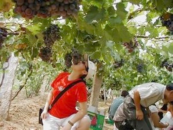 青岛平度大泽山天气 青岛平度大泽山天气