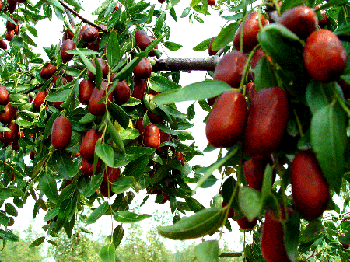 枣庄店子镇长红枣基地天气 枣庄店子镇长红枣基地天气