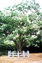 临沂莒南栗王天气 临沂莒南栗王天气