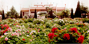 菏泽曹州牡丹园天气 菏泽曹州牡丹园天气