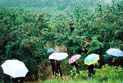 许昌彭店樱桃沟天气 许昌彭店樱桃沟天气