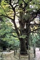 庐山三宝树天气 庐山三宝树天气