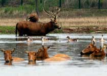 北京麋鹿苑天气 北京麋鹿苑天气