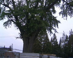海淀晏公祠天气 海淀晏公祠天气