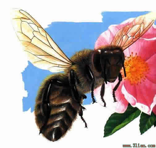 北京中国蜜蜂博物馆天气 北京中国蜜蜂博物馆天气