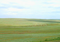 呼和浩特希拉穆仁草原旅游区天气 呼和浩特希拉穆仁草原旅游区天气