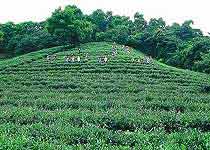 龙岗园山风景区天气 龙岗园山风景区天气