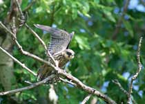 东莞鸟语林天气 东莞鸟语林天气
