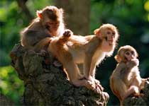 隆安龙虎山自然保护区天气 隆安龙虎山自然保护区天气