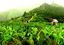 凌云茶山金字塔天气